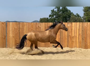 Andalusier, Stute, 3 Jahre, 154 cm, Buckskin