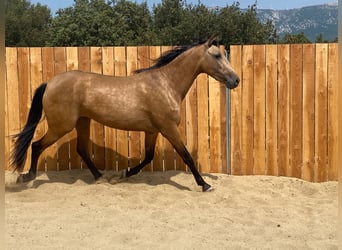 Andalusier, Stute, 3 Jahre, 154 cm, Buckskin