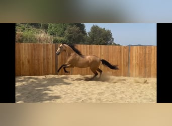 Andalusier, Stute, 3 Jahre, 154 cm, Buckskin