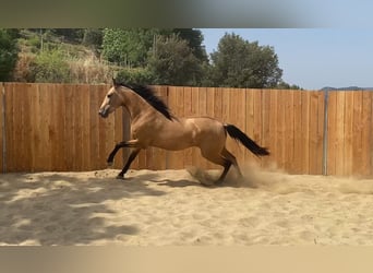 Andalusier, Stute, 3 Jahre, 154 cm, Buckskin