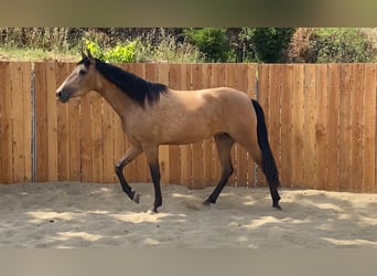 Andalusier, Stute, 3 Jahre, 154 cm, Buckskin