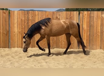 Andalusier, Stute, 3 Jahre, 154 cm, Buckskin