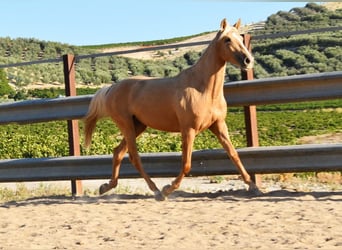 Andalusier, Stute, 3 Jahre, 154 cm, Palomino