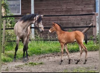 Andalusier, Stute, 3 Jahre, 155 cm, Braunfalbschimmel
