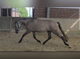 Andalusier, Stute, 3 Jahre, 155 cm, Braunfalbschimmel