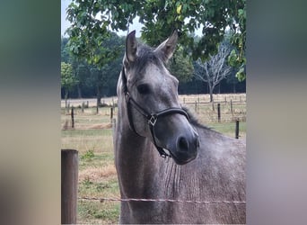 Andalusier, Stute, 3 Jahre, 155 cm, Braunfalbschimmel