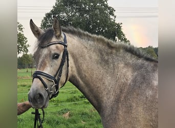 Andalusier, Stute, 3 Jahre, 155 cm, Braunfalbschimmel