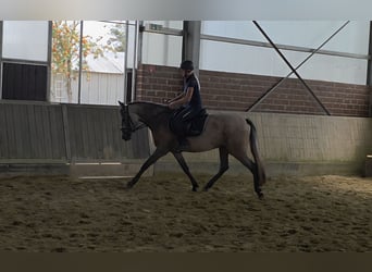 Andalusier, Stute, 3 Jahre, 155 cm, Braunfalbschimmel