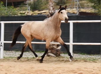 Andalusier, Stute, 3 Jahre, 155 cm, Falbe