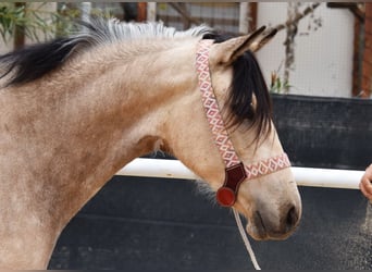 Andalusier, Stute, 3 Jahre, 155 cm, Falbe