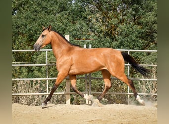 Andalusier, Stute, 3 Jahre, 155 cm, Falbe