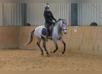 Andalusier, Stute, 3 Jahre, 155 cm, Schimmel