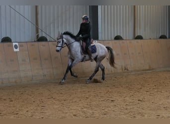 Andalusier, Stute, 3 Jahre, 155 cm, Schimmel