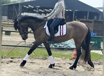 Andalusier Mix, Stute, 3 Jahre, 156 cm, Roan-Red