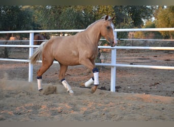 Andalusier, Stute, 3 Jahre, 157 cm, Palomino