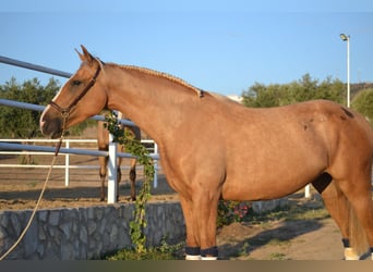 Andalusier, Stute, 3 Jahre, 157 cm, Palomino