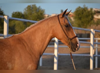 Andalusier, Stute, 3 Jahre, 157 cm, Palomino