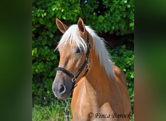 Andalusier, Stute, 3 Jahre, 157 cm, Palomino