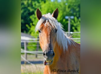 Andalusier, Stute, 3 Jahre, 157 cm, Palomino