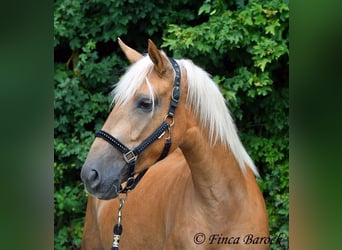 Andalusier, Stute, 3 Jahre, 157 cm, Palomino