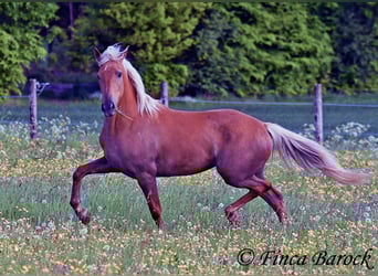 Andalusier, Stute, 3 Jahre, 157 cm, Palomino
