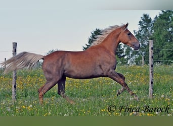 Andalusier, Stute, 3 Jahre, 157 cm, Palomino