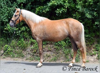 Andalusier, Stute, 3 Jahre, 157 cm, Palomino