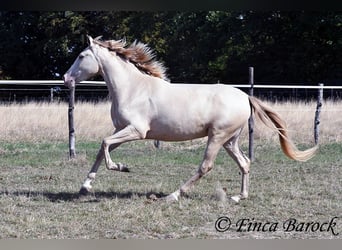 Andalusier, Stute, 3 Jahre, 157 cm, Pearl