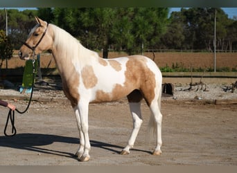 Andalusier, Stute, 3 Jahre, 157 cm, Schecke