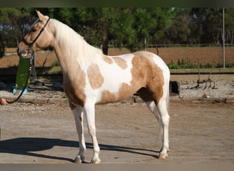 Andalusier, Stute, 3 Jahre, 157 cm, Schecke