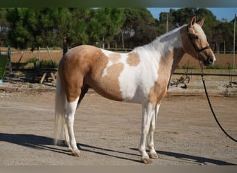 Andalusier, Stute, 3 Jahre, 157 cm, Schecke