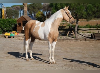 Andalusier, Stute, 3 Jahre, 157 cm, Schecke