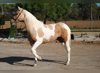 Andalusier, Stute, 3 Jahre, 157 cm, Schecke