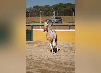 Andalusier, Stute, 3 Jahre, 157 cm, Schecke