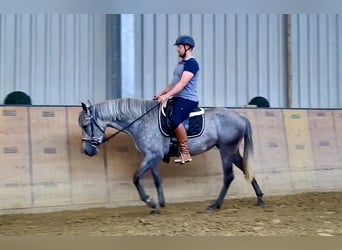 Andalusier, Stute, 3 Jahre, 158 cm, Blauschimmel