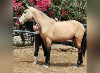 Andalusier, Stute, 3 Jahre, 158 cm, Falbe