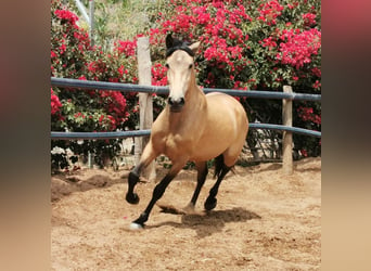 Andalusier, Stute, 3 Jahre, 158 cm, Falbe