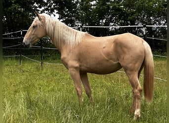 Andalusier Mix, Stute, 3 Jahre, 158 cm, Palomino