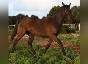 Andalusier, Stute, 3 Jahre, 158 cm, Rappe