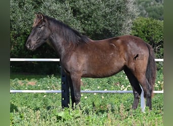 Andalusier, Stute, 3 Jahre, 158 cm, Rappe