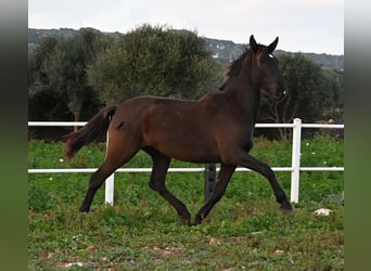 Andalusier, Stute, 3 Jahre, 158 cm, Rappe