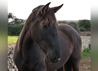 Andalusier, Stute, 3 Jahre, 158 cm, Rappe