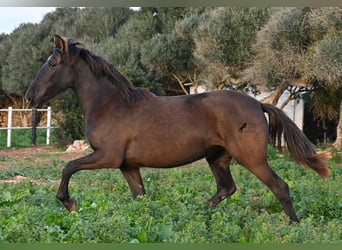 Andalusier, Stute, 3 Jahre, 158 cm, Rappe