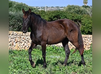 Andalusier, Stute, 3 Jahre, 158 cm, Rappe