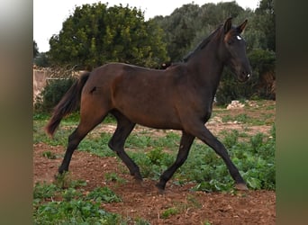 Andalusier, Stute, 3 Jahre, 158 cm, Rappe