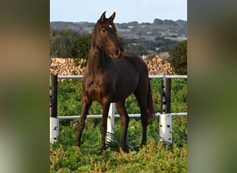 Andalusier, Stute, 3 Jahre, 158 cm, Rappe