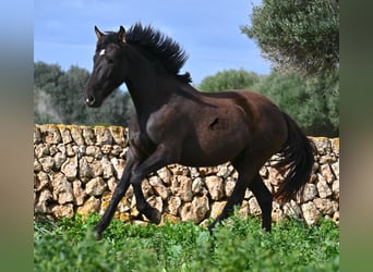 Andalusier, Stute, 3 Jahre, 158 cm, Rappe