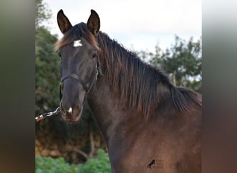 Andalusier, Stute, 3 Jahre, 158 cm, Rappe