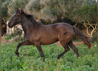 Andalusier, Stute, 3 Jahre, 158 cm, Rappe