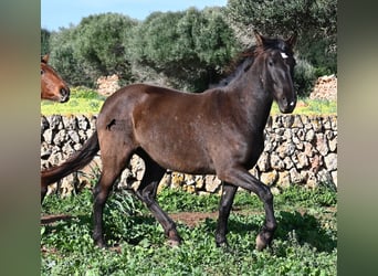 Andalusier, Stute, 3 Jahre, 158 cm, Rappe